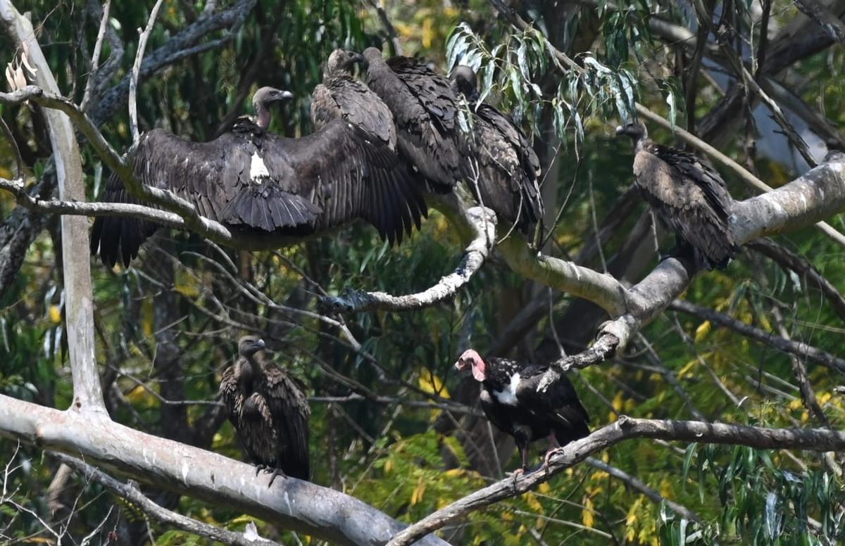 वायनाड वन्यजीव अभयारण्य के मुथंगा रेंज में कक्कापदम में एक पेड़ की शाखा पर गिद्धों की नजर अपने अगले भोजन पर है। वायनाड वन्यजीव अभयारण्य के मुथंगा रेंज में कक्कापदम में एक पेड़ की शाखा पर गिद्धों की नजर अपने अगले भोजन पर है।